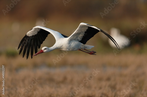 Cicogna bianca in volo