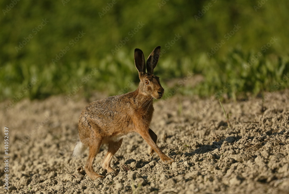 Fototapeta premium Lepre