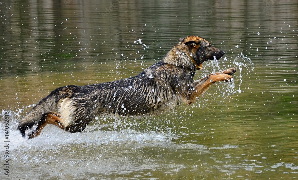 Jumping German Shepherd Jumping German Shepherd