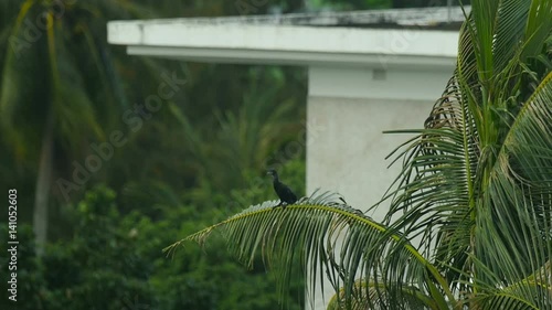 Black cormorant sitting on palm tree