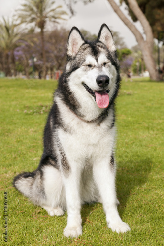 Alaskan Malamute Female Dog Outdoors Portrait