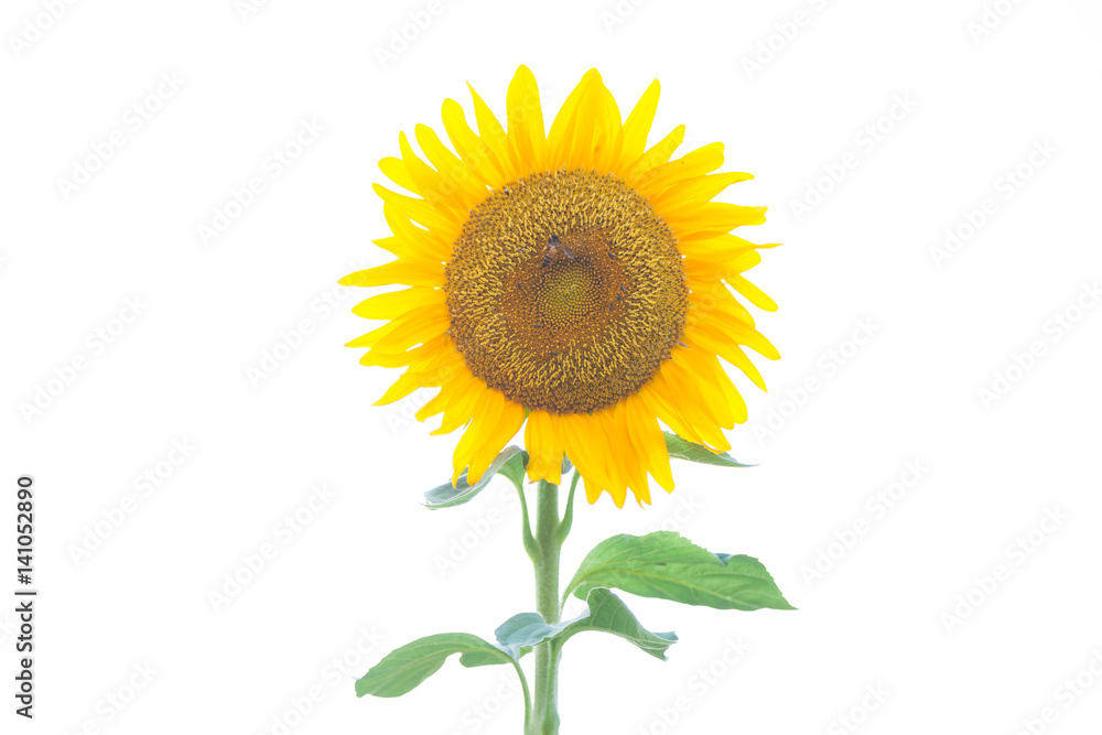 Obraz premium sunflower