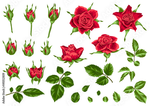 Set of decorative red roses. Beautiful realistic flowers, buds and leaves