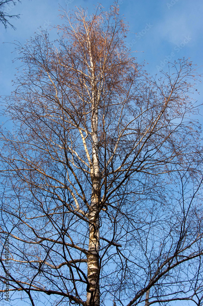 Birch tree Birch tree