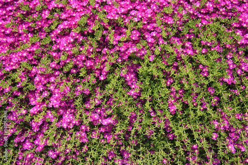 close up shot of a pink flowers

