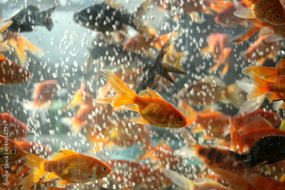 close up shot of goldfish in aquarium
