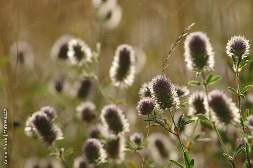 Summer flowering grass