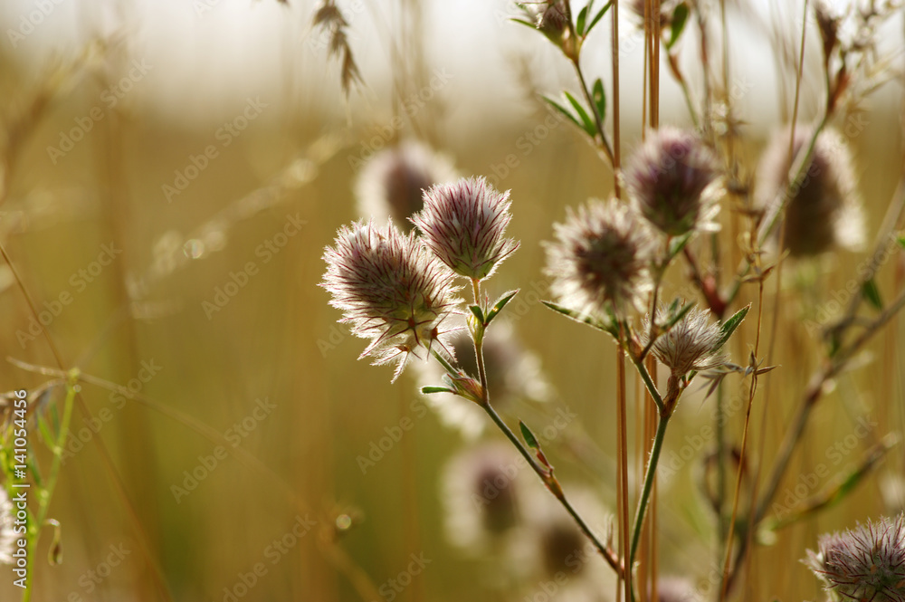Summer flowering grass Summer flowering grass