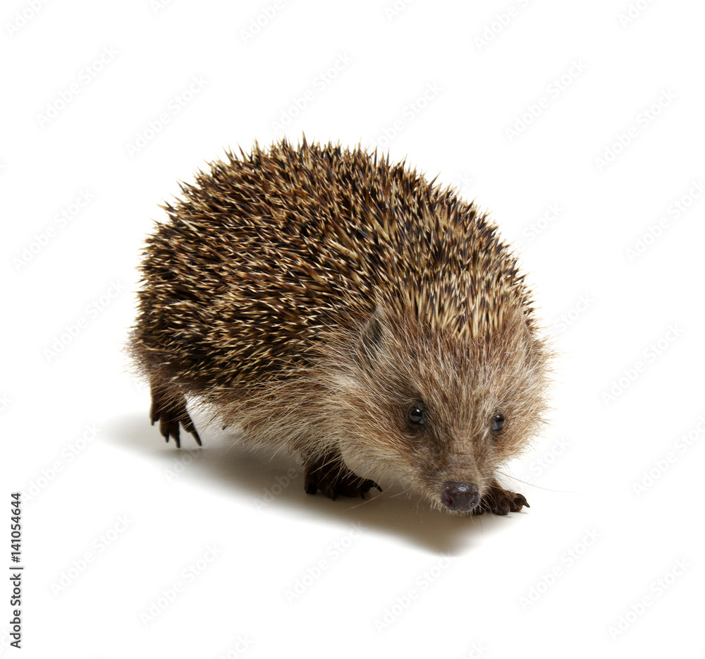 Hedgehog isolated on white Hedgehog isolated on white