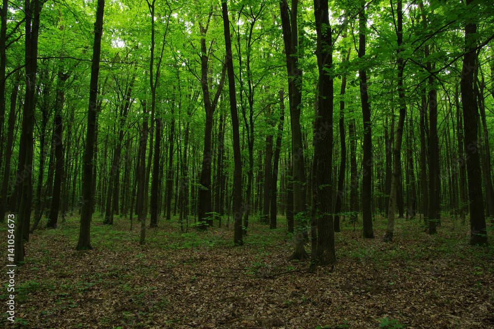 Trees in green forest