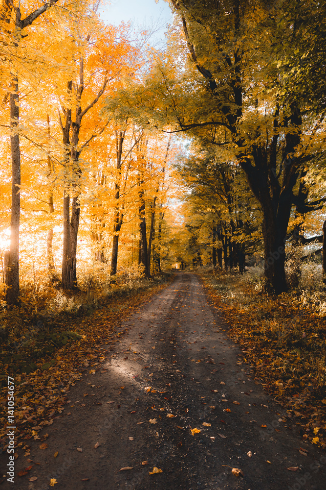Empty road passing through forest in autumn Empty road passing through forest in autumn