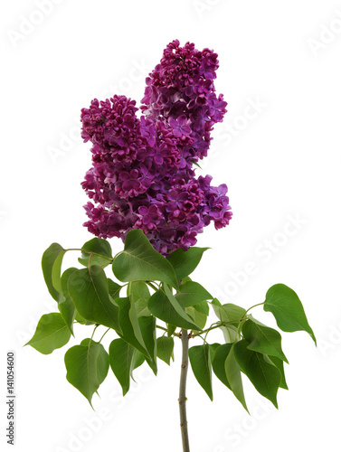 Lilac flower isolated on white