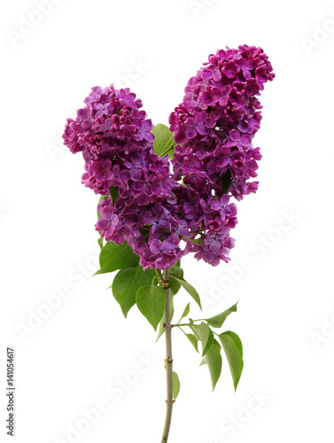 Lilac flower isolated on white