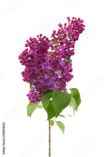 Flowering branch of lilac