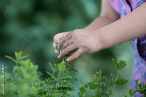 young baby caucasian blonde girl pick pepper mint plant at her family urban vegetable garden © ZoneCreative