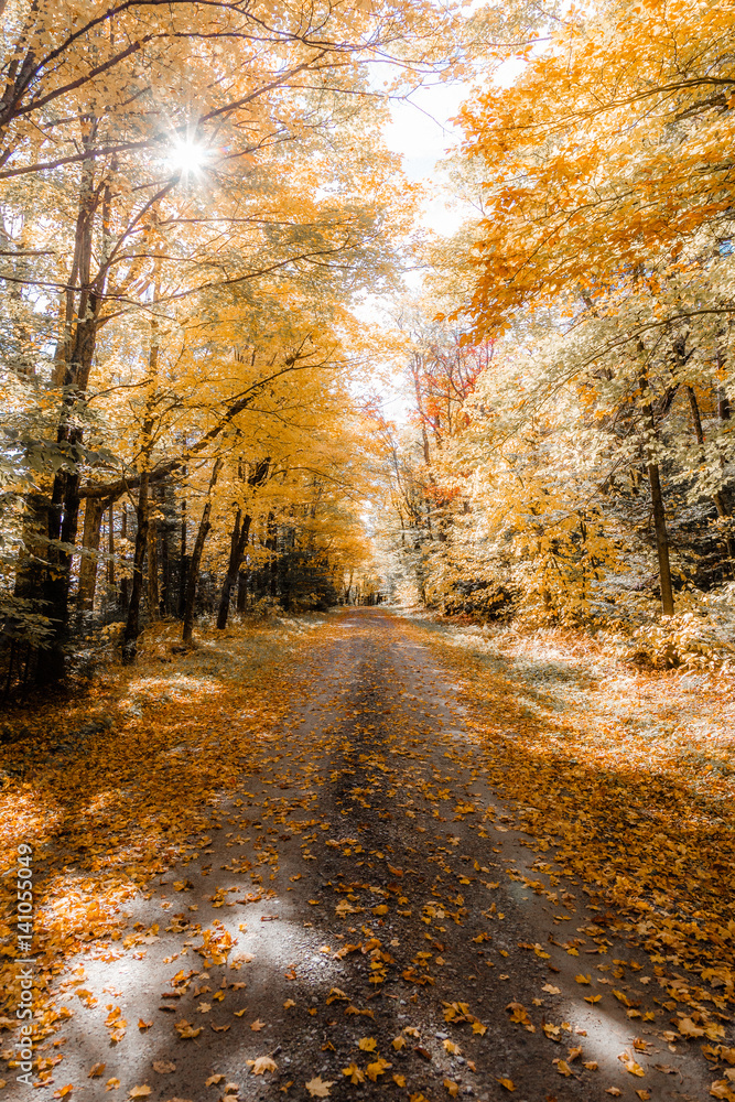 Autumn leaves on road passing through forest Autumn leaves on road passing through forest