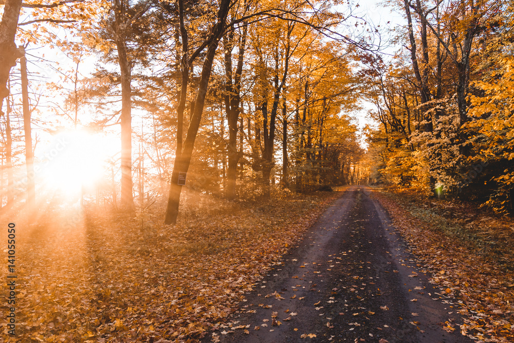 Autumn leaves on road passing through forest Autumn leaves on road passing through forest