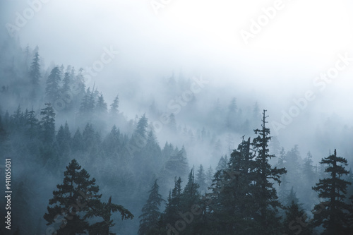 Trees and fog, high level view 