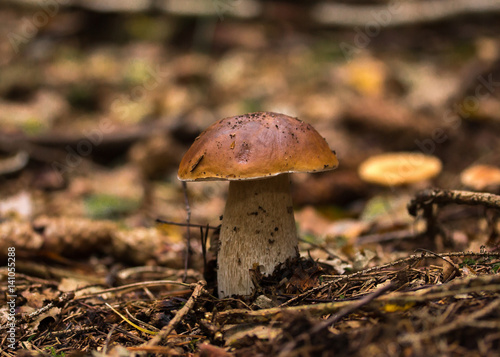 Boletus edulis mushroom