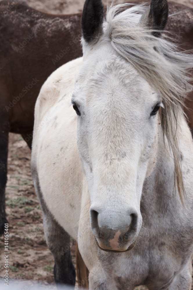 Obraz premium White Horse