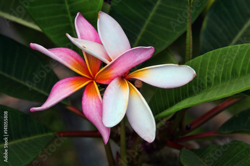 Stunning Plumeria 