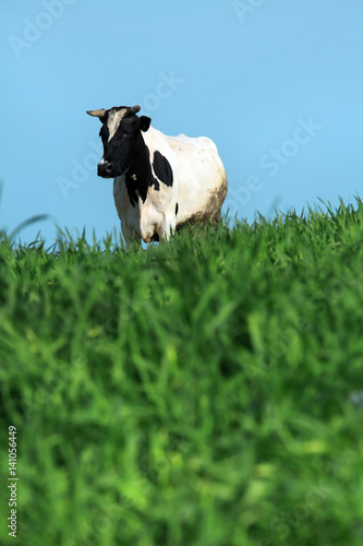 an image of a single cow on the grass 