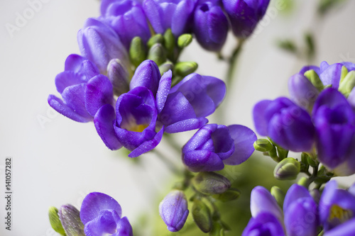 purple Freesia flower