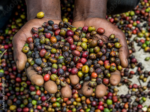 Grains of ripe coffee in the handbreadths of a person. East Africa. Coffee plantation. 