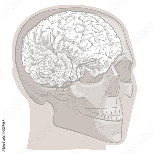 Human brain head anatomy