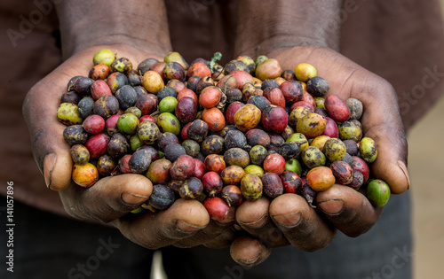 Grains of ripe coffee in the handbreadths of a person. East Africa. Coffee plantation. An excellent illustration.