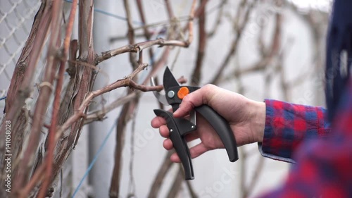 Wallpaper Mural Gardener cutting the vine in the spring Torontodigital.ca