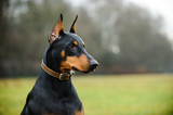Black and tan Doberman Pinscher wearing leather collar outdoors in field