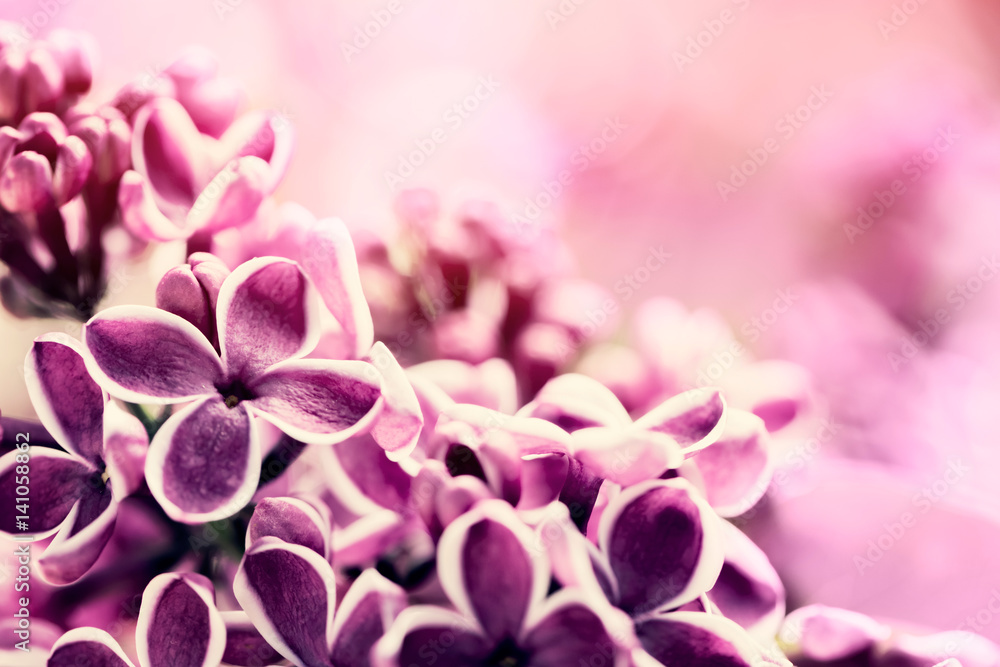 Purple lilac flowers blossom