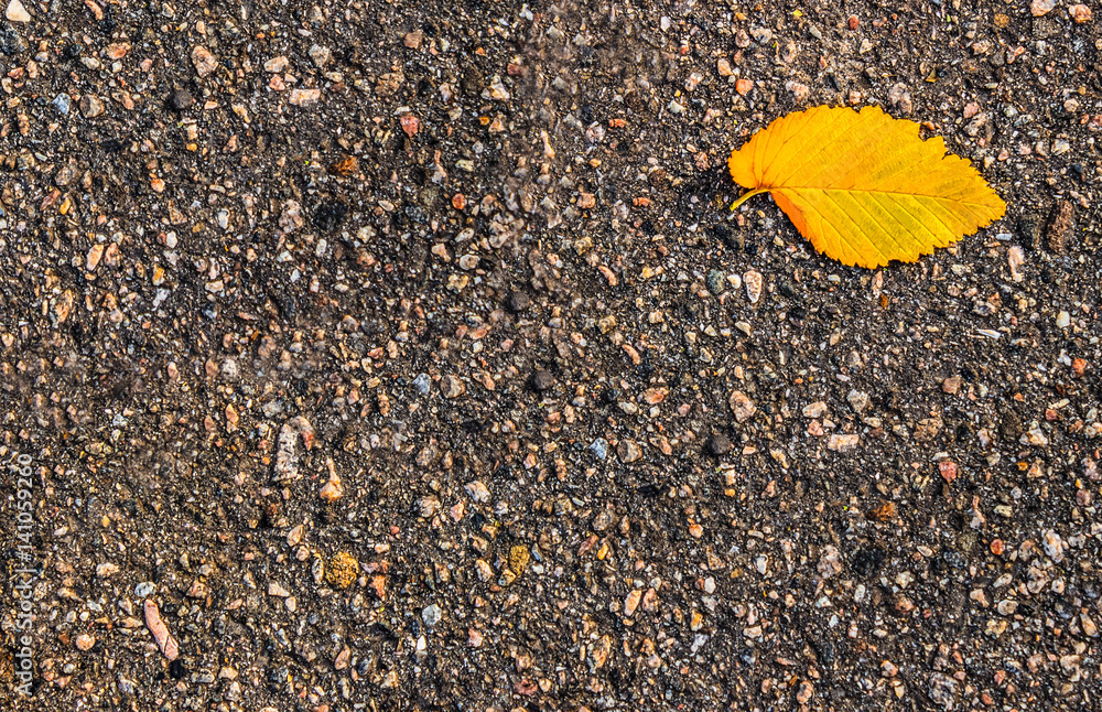 Lonely autumn leaf lays on dark asphalt road. Lonely autumn leaf lays on dark asphalt road.