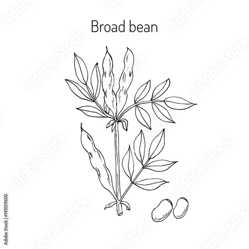Broad beans or fava beans
