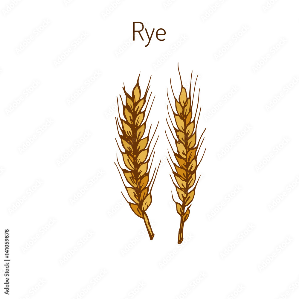 Hand draw rye ears sketch Hand draw rye ears sketch