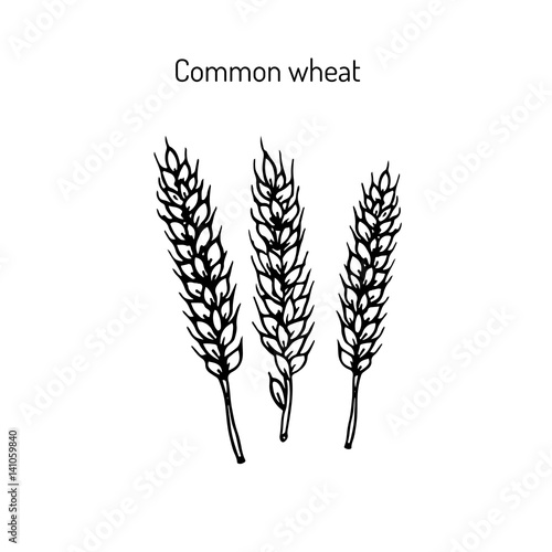 Hand drawn wheat ears sketch