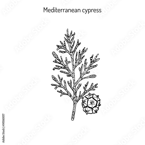 Vector cypress sprig