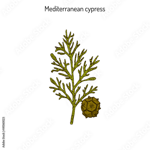 Vector cypress sprig