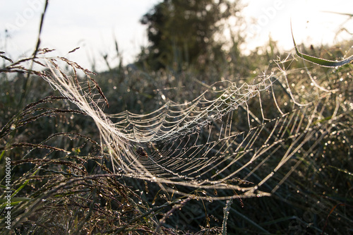 spider web