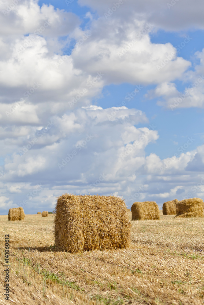 Harvest landscape with straw bales amongst fields in autumn, Belarus
