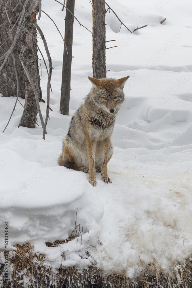 Fototapeta premium Coyote near the river