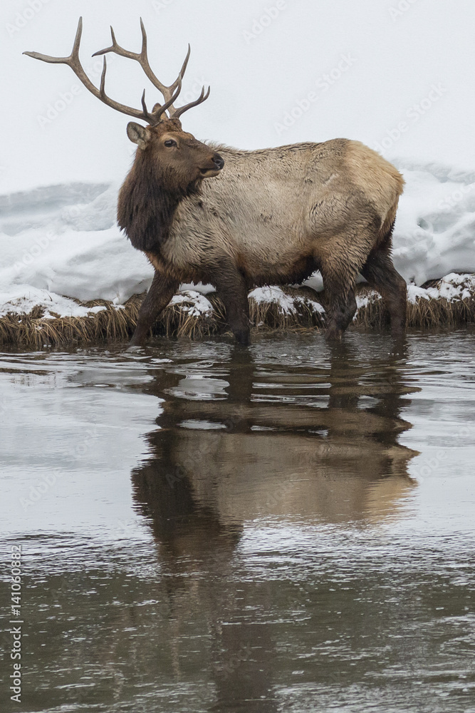 Bull elk and reflection