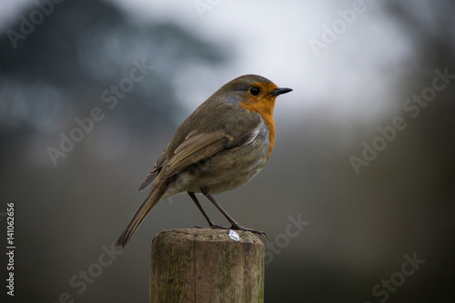 European robin perched in wooden fence in the countryside during early spring © Anders93