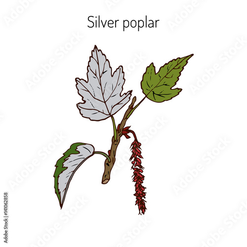 Silver poplar branch