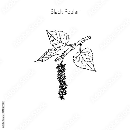 Fényképezés Black poplar branch