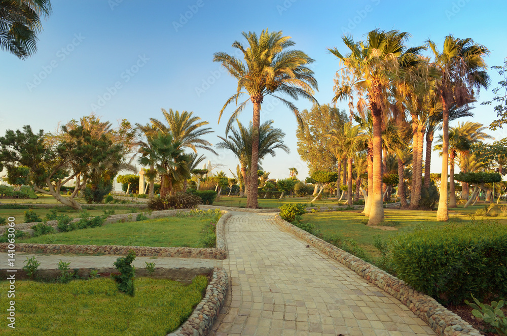 Walkway in a beautiful Park with palm trees