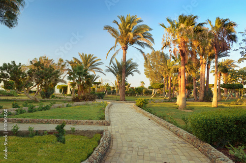 Walkway in a beautiful Park with palm trees