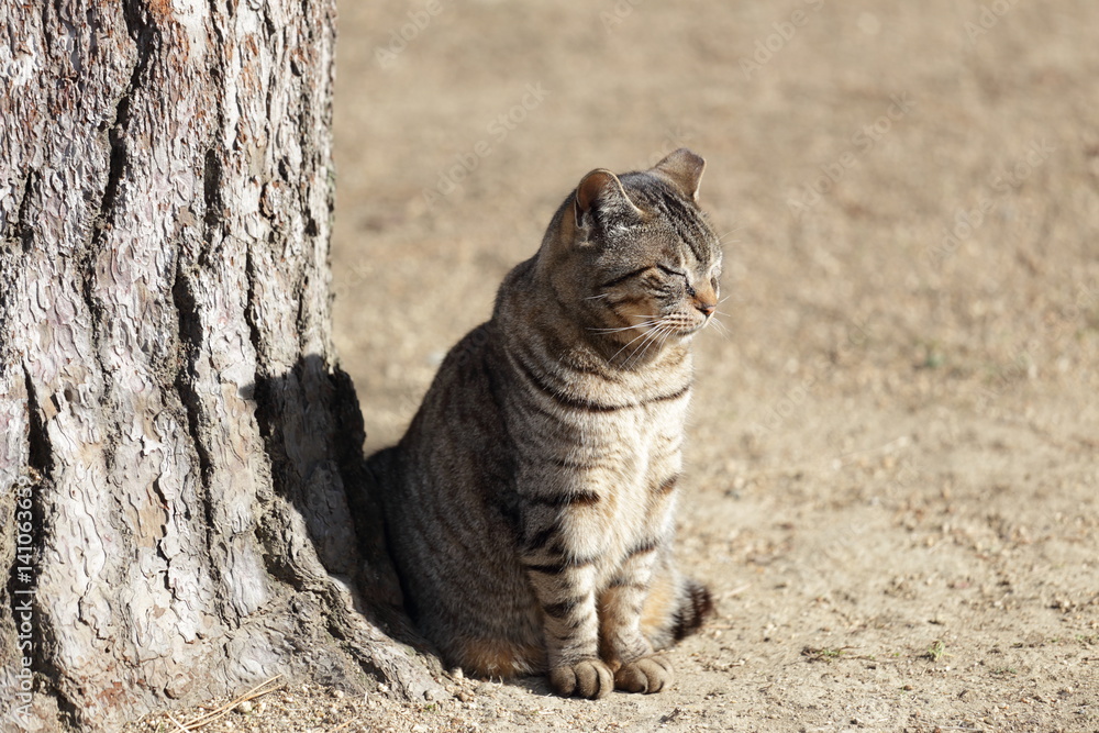 Obraz premium a lovely cat in himeji castle