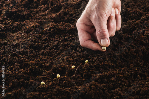 Seeding or planting a plant on a natural, soil backgroud. Camera from low angle or top view. Natural background for advertisements.